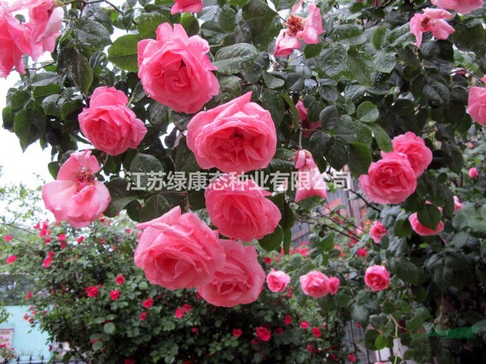 薔薇_ 藤本薔薇 _藤本月季