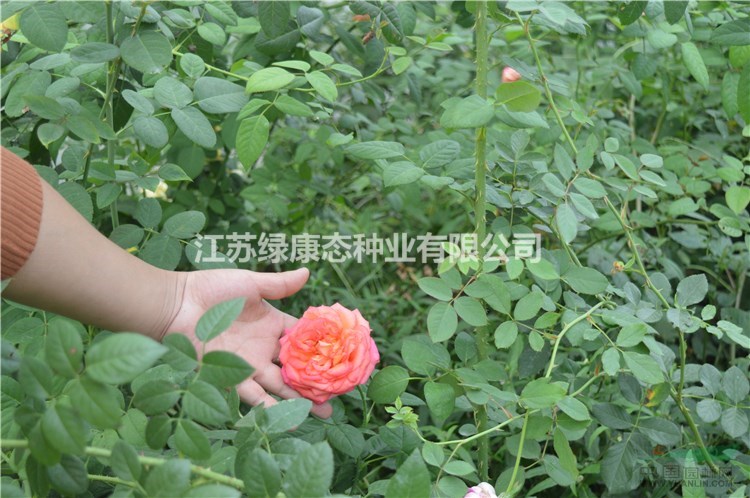 月季花豐花月季大花月季品種月季紅帽月季綠化工程用苗