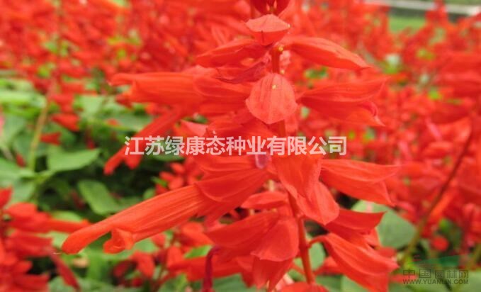   紅花鼠尾草的生長環(huán)境  常年供應(yīng)花草苗木種子草籽