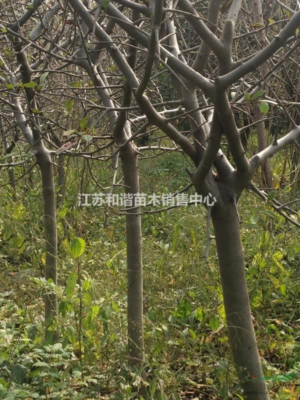 4公分垂絲海棠價格4公分5公分今年多少錢一株