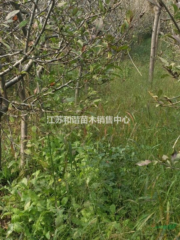 4公分垂絲海棠價格4公分5公分今年多少錢一株