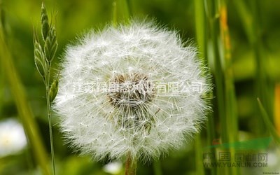  銷售蒲公英種子 常年供應(yīng)花草苗木種子草籽