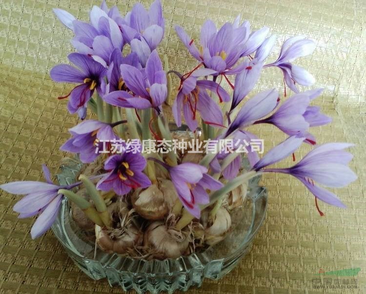 藏紅花（番紅花）常見(jiàn)病害及防護(hù)