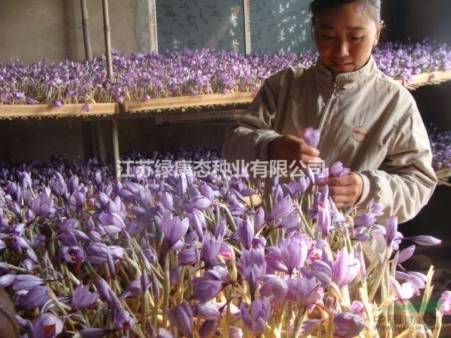 種植藏紅花選擇大球莖或小種球的區(qū)別