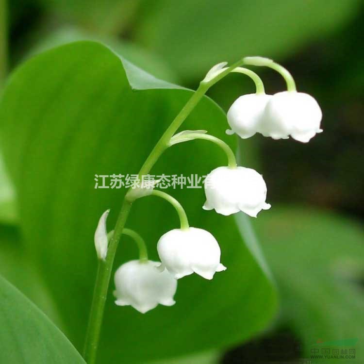綠康態(tài)種業(yè)銷售進(jìn)口種球，鈴蘭種球有貨
