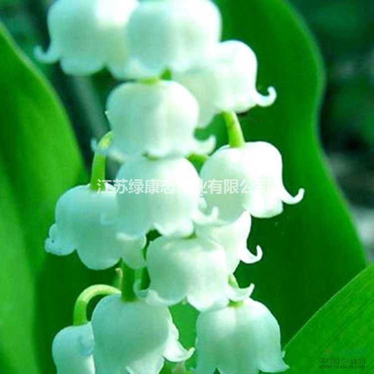 綠康態(tài)種業(yè)銷售進(jìn)口種球，鈴蘭種球有貨