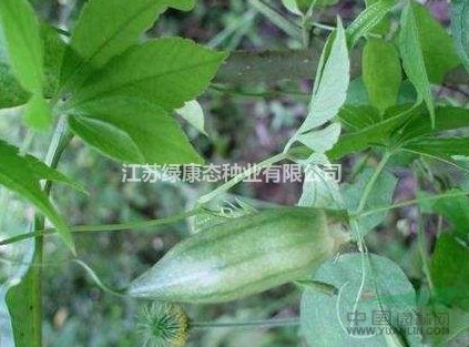 苦金盆種子800一斤，量大優(yōu)惠