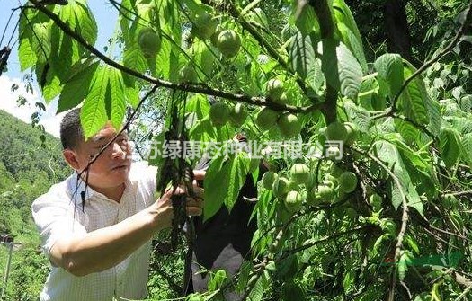 苦金盆栽培，綠康態(tài)歡迎您來(lái)電咨詢