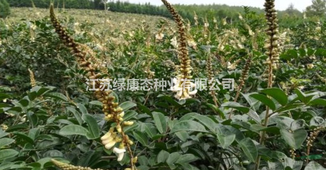 牛大力詳細(xì)資料，詳情請聯(lián)系綠康態(tài)