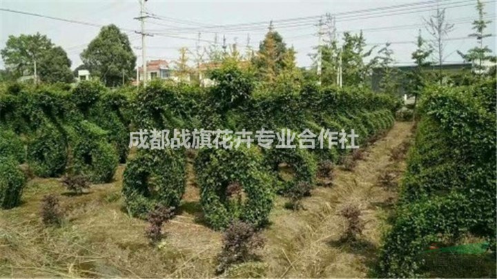 小葉女貞運動員造型 常綠植物造型 綠色運動造型基地 造型價格