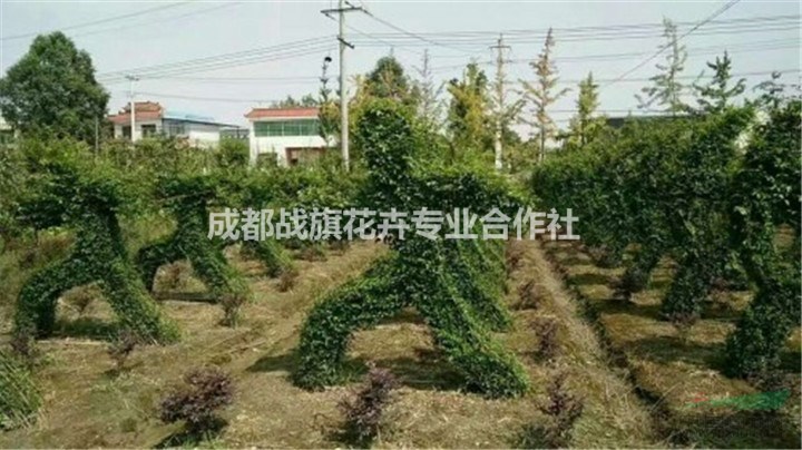 小葉女貞運動員造型 常綠植物造型 綠色運動造型基地 造型價格