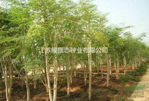 辣木生理特性，需要種子請(qǐng)聯(lián)系綠康態(tài)