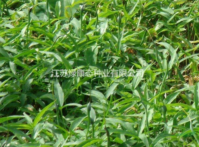 半夏生理特性，需要種子請聯(lián)系綠康態(tài)