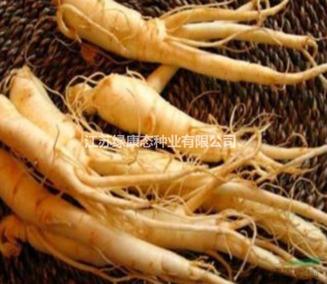 人參種子400一斤，量大優(yōu)惠