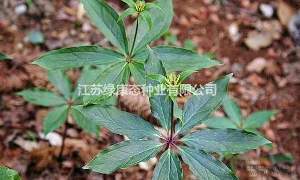 重樓生理特性，需要種子請(qǐng)聯(lián)系綠康態(tài)