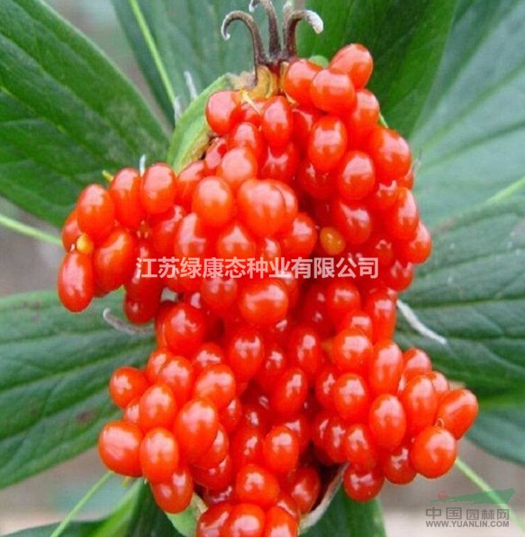 重樓入藥部位，綠康態(tài)歡迎您來電咨詢