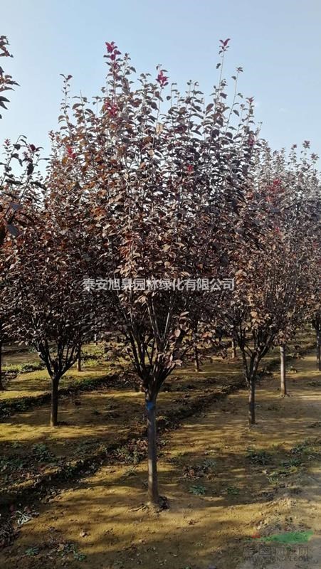 供應(yīng)紅葉李 4-5公分紅葉李價(jià)格 6-7公分紅葉李哪有