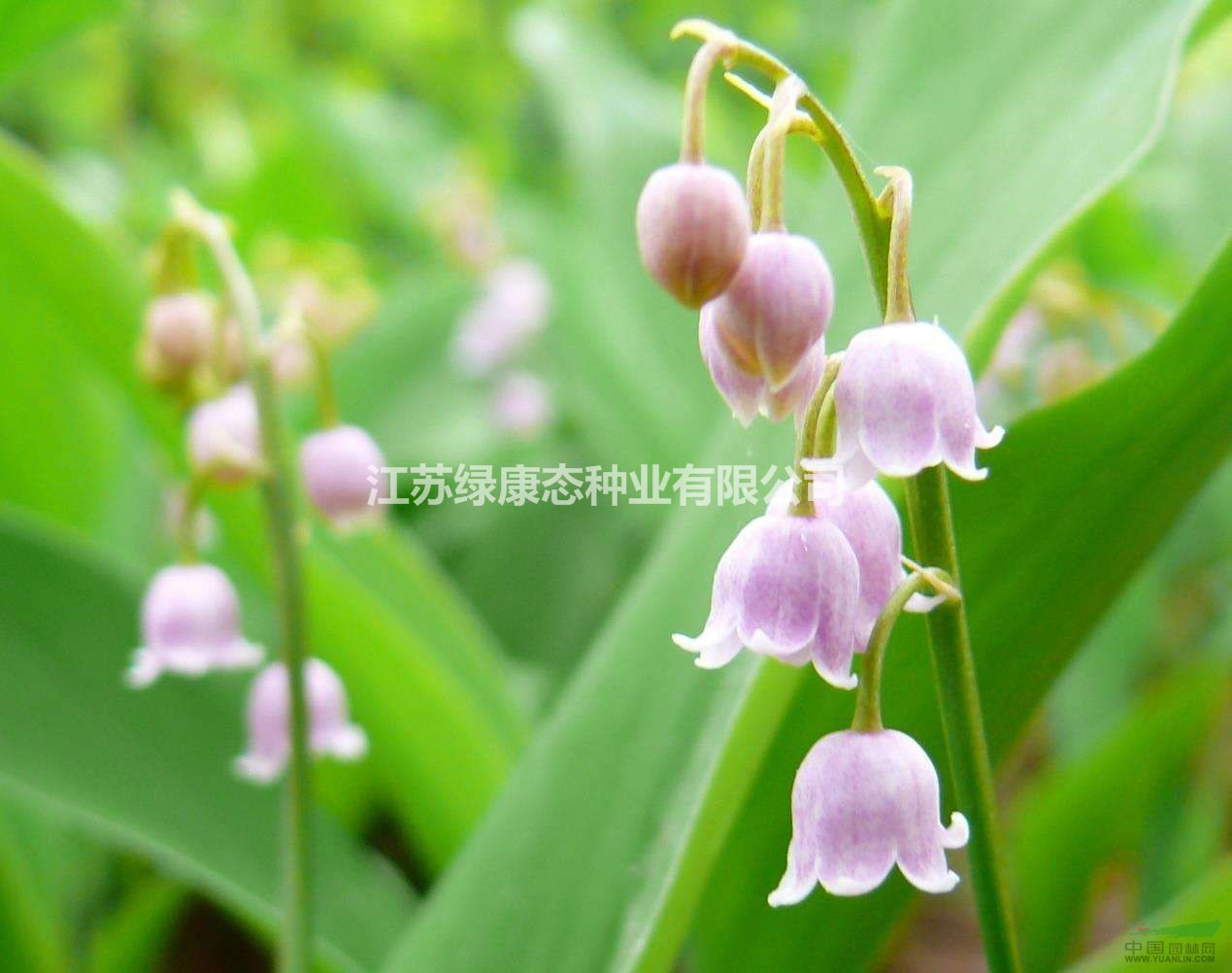 鈴蘭怎么施肥【鈴蘭種植栽培】