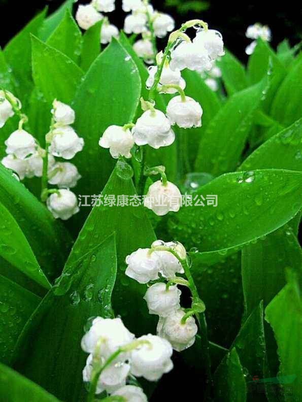 鈴蘭怎么施肥【鈴蘭種植栽培】