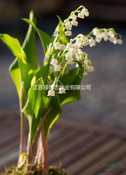 鈴蘭怎么澆水【鈴蘭栽培要點】
