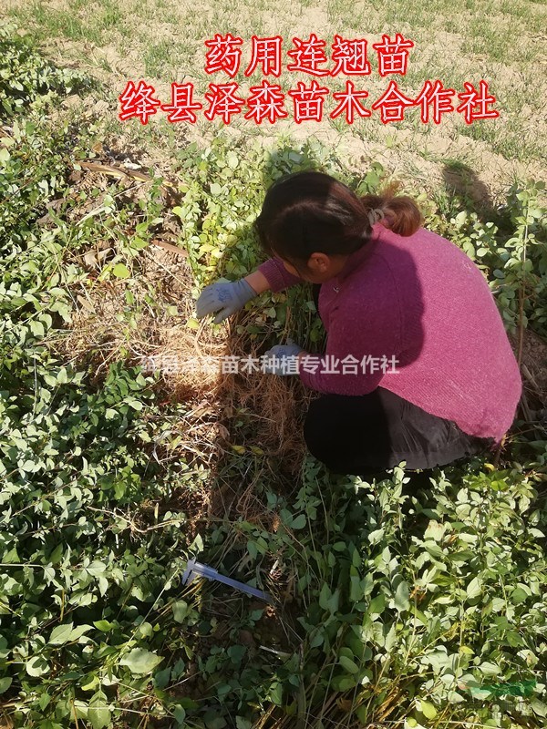 連翹苗品種=連翹苗圖片=連翹苗多少錢一棵