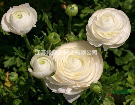 花毛茛的夏季休眠及養(yǎng)護(hù)【種植技術(shù)栽培找江蘇綠康態(tài)】