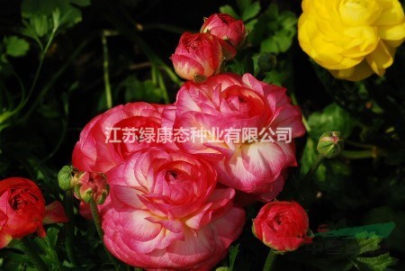 花毛茛的夏季休眠及養(yǎng)護(hù)【種植技術(shù)栽培找江蘇綠康態(tài)】