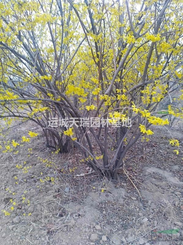 連翹苗價格，藥用連翹苗=1年連翹苗價格=山西叢生連翹苗價格？