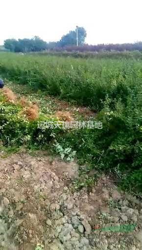 連翹苗價格，藥用連翹苗=1年連翹苗價格=山西叢生連翹苗價格？