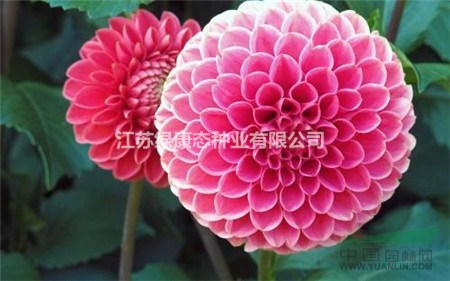 大麗花冬天養(yǎng)殖的禁忌【大麗花養(yǎng)殖】