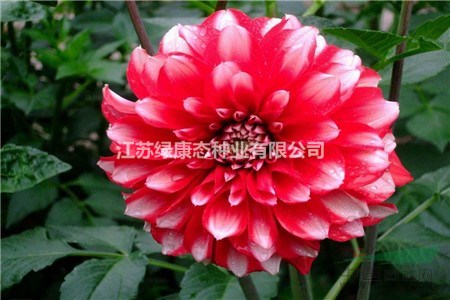 大麗花怎么施肥【大麗花種球供應(yīng)】