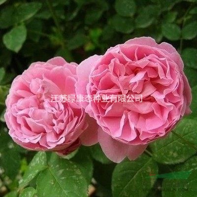 江蘇月季基地批發(fā)/供應