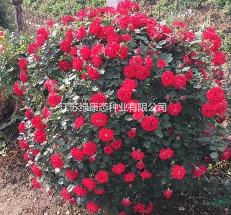 大量供應(yīng)   月季花   花球  