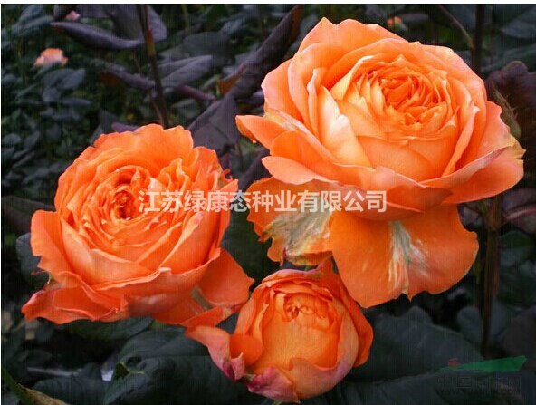 江蘇沭陽(yáng)供應(yīng)品種月季 豐花月季、紅帽月季、黃帽月季