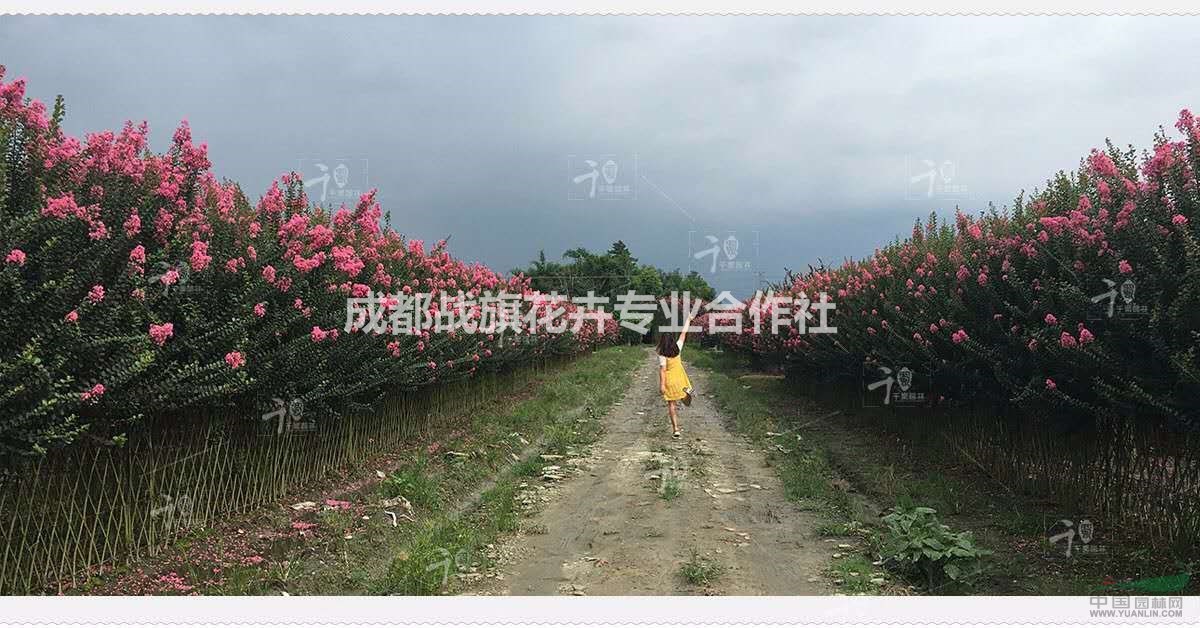 紫薇圍墻 古香古色圍墻造型 綠籬欄桿 紫薇圍墻造型 可定做