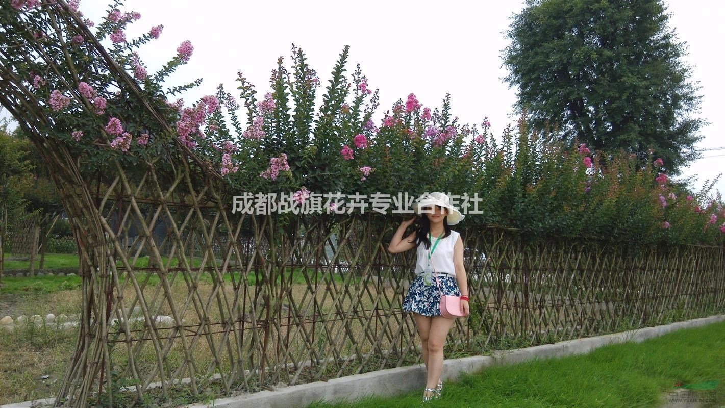 紫薇圍墻 古香古色圍墻造型 綠籬欄桿 紫薇圍墻造型 可定做