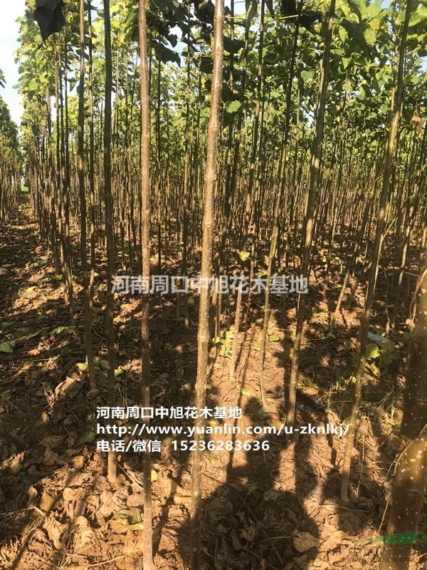 周口中旭園林4公分楸樹量大，歡迎垂詢