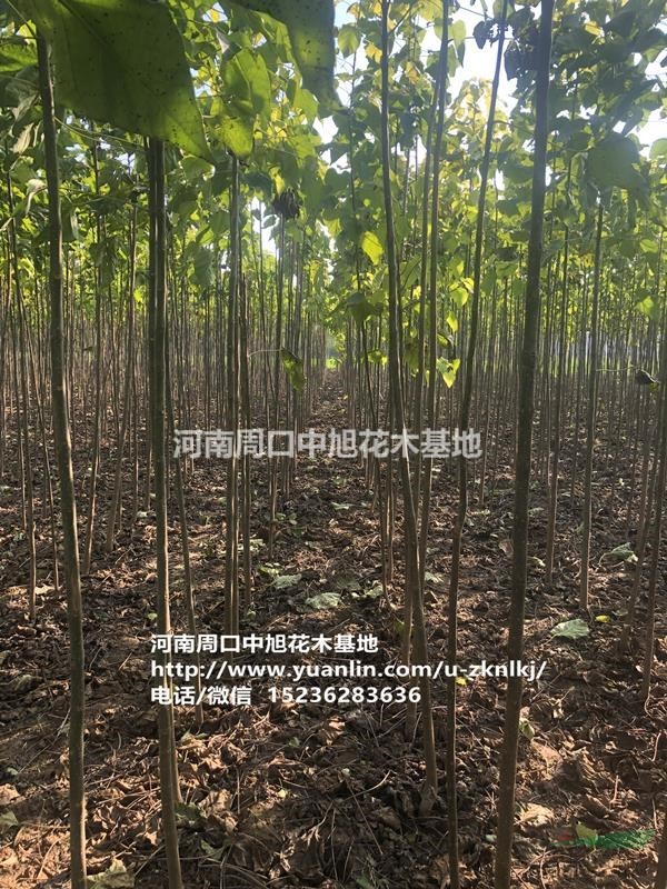 周口中旭園林4公分楸樹量大，歡迎垂詢