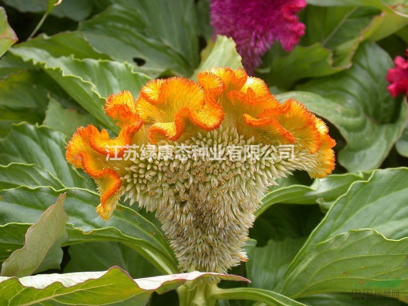 供應(yīng)雞冠花杯苗、 雞冠花 種子.各類花卉種子苗木種子草籽