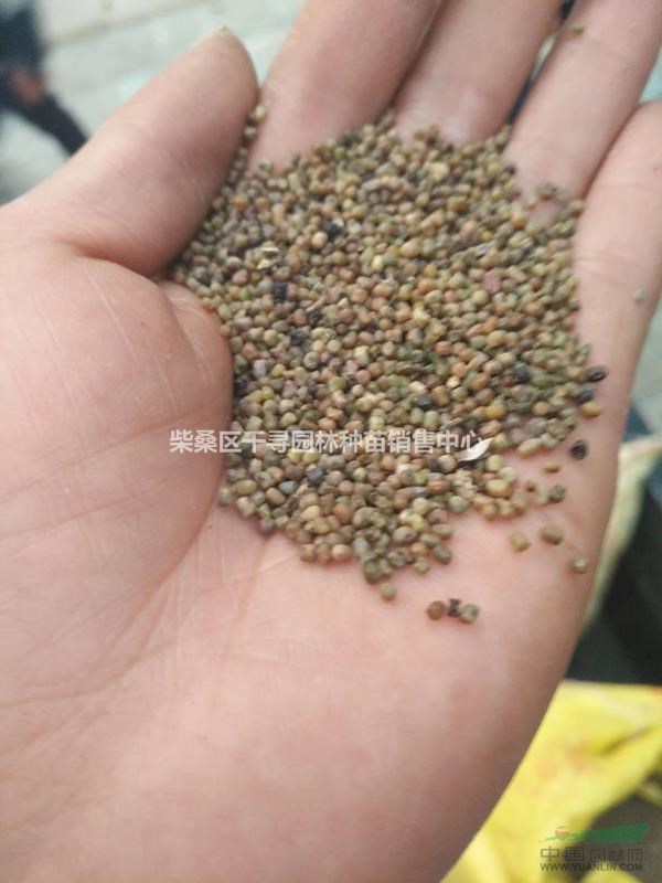 多花木蘭種子新貨供應(yīng)，多花木蘭種子什么價(jià)格，江西多花木蘭種子