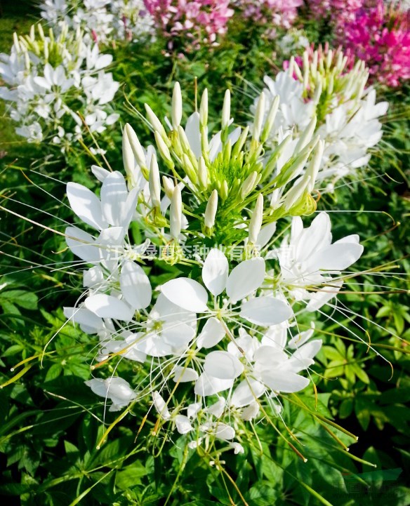 供應(yīng) 醉蝶花杯苗、醉蝶花種子.各類花卉種子苗木種子草籽