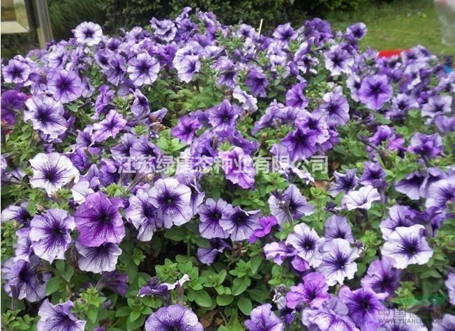 矮牽牛種子 花量大，花期長(zhǎng)，四季開花 花壇必備品