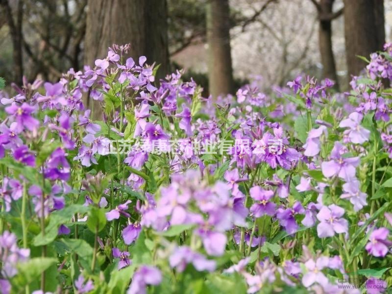 江蘇地區(qū)  常年供應(yīng)花草苗木種子草籽