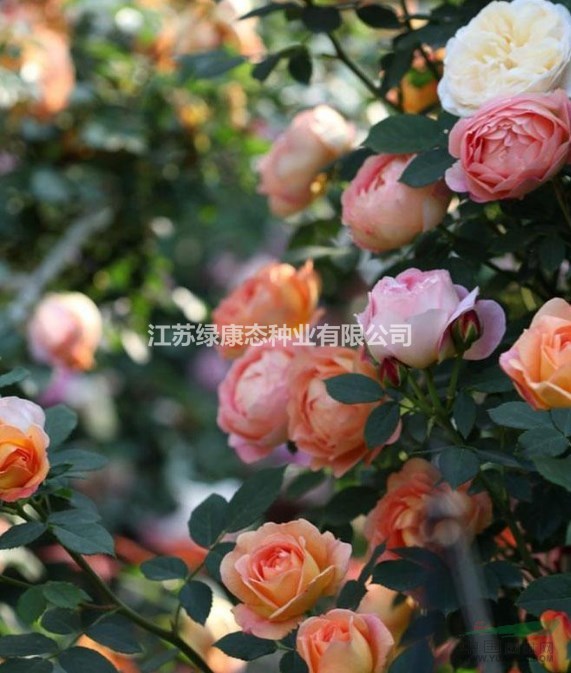供應(yīng)歡笑格魯吉亞月季 歐洲月季 盆栽月季 沭陽月季基地批發(fā)