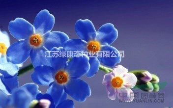 勿忘我怎么播種   供應各類花卉種子苗木種子草籽