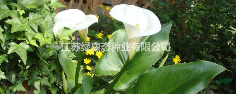馬蹄蓮和海芋的區(qū)別