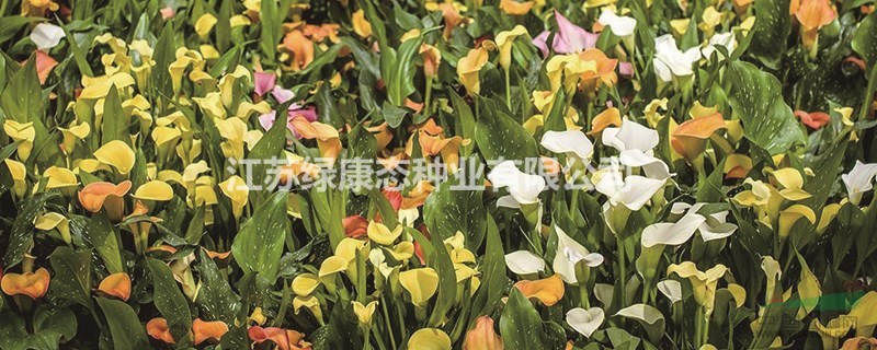 馬蹄蓮和海芋的區(qū)別