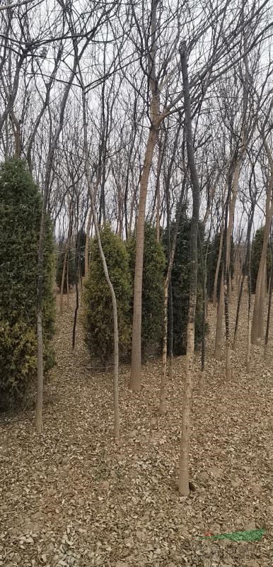 國槐苗，山西老國槐樹，笨國槐哪里有，哪里的國槐苗多