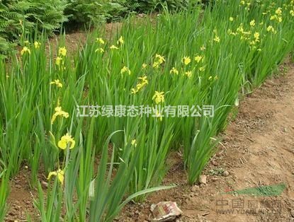 黃菖蒲，濕生或挺水宿根草本 常年供應(yīng)花草苗木種子草籽