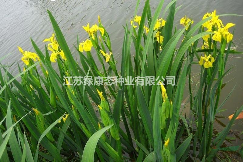 批發(fā)黃菖蒲種子，杯苗 江蘇緑康態(tài)種業(yè)